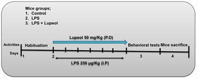 Lupeol protect against LPS-induced neuroinflammation and amyloid beta in adult mouse hippocampus